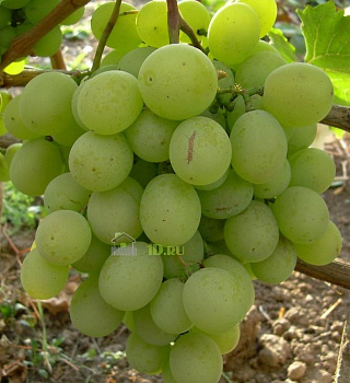 Виноград плодовый Талисман в горшке 2 л V2 Солнечный сад