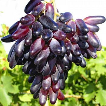 Виноград Сувенир в горшке 3,5 л