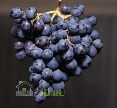 Виноград плодовый Фиолетовый Ранний в горшке 2 л V2 Солнечный сад