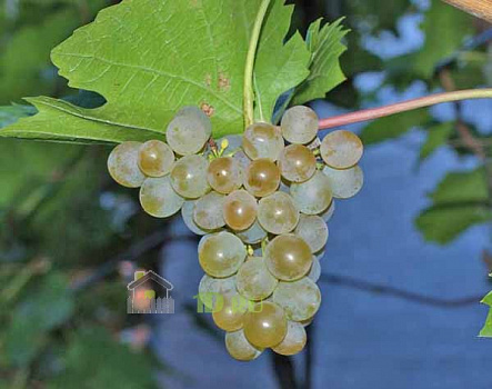 Виноград плодовый Кристалл в горшке 2 л V2 Солнечный сад