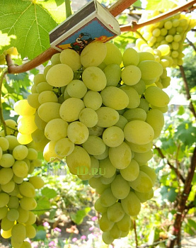 Виноград плодовый Августин в горшке 2 л V2 Солнечный сад