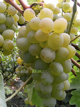 Виноград плодовый Восторг в горшке 2 л V2 Солнечный сад