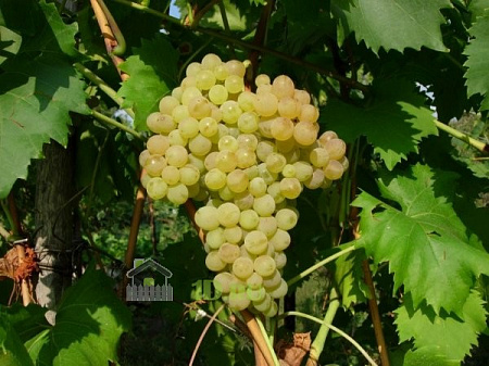 Виноград плодовый Кишмиш №342 в горшке 2 л V2 Солнечный сад