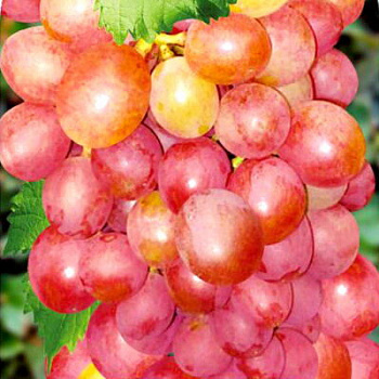 Виноград Розово-янтарный в горшке 3,5 л