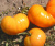 Рассада Томат Большой оранжевый №11 сорт индетерминантный среднеспелый оранжевый, р7