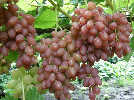 Виноград плодовый Кишмиш лучистый в горшке 2 л V2 Солнечный сад